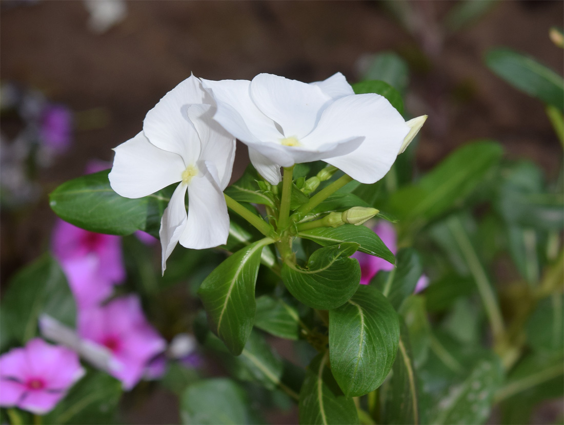 Image of Catharanthus roseus specimen.