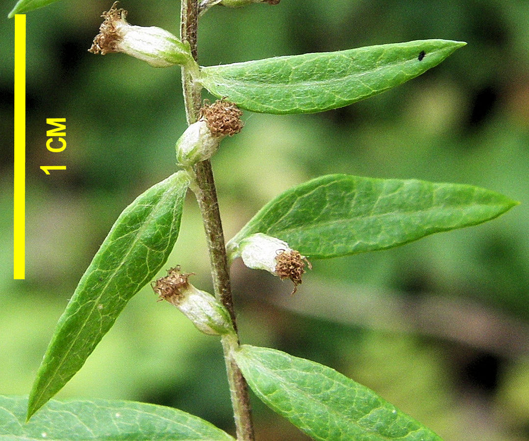 Image of Artemisia integrifolia specimen.