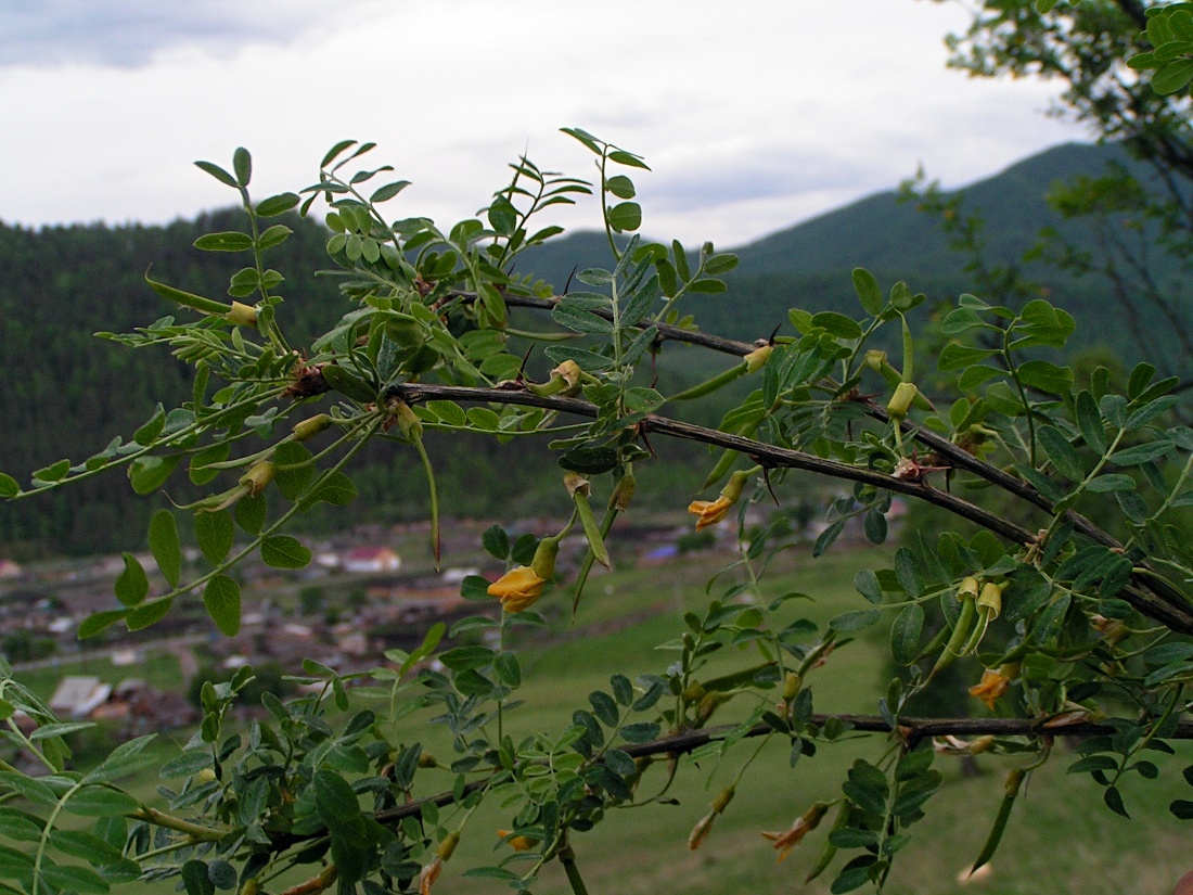 Image of Caragana arborescens specimen.