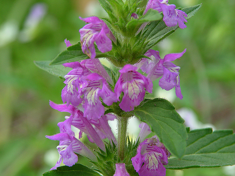 Изображение особи Galeopsis ladanum.