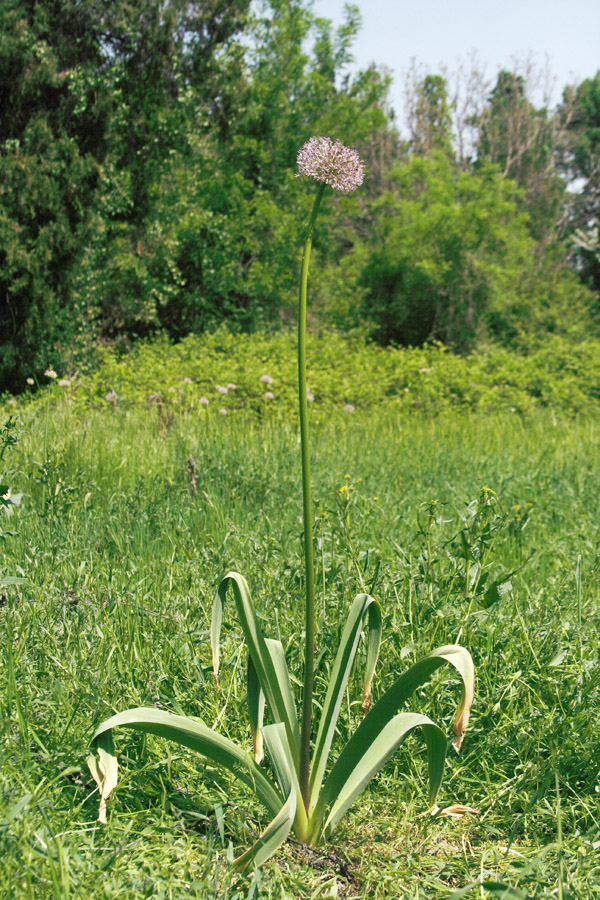 Изображение особи Allium stipitatum.