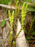 Selaginella helvetica