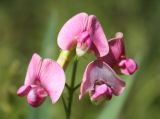 Lathyrus sylvestris. Соцветие. Ленинградская обл., Кингисеппский район. 24.07.2011.