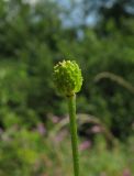 genus Ranunculus. Плод. Украина, Донецкая обл., Славянский р-н, окр. с. Богородичное. 01.08.2011.