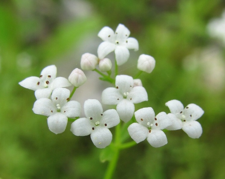 Изображение особи Galium palustre.