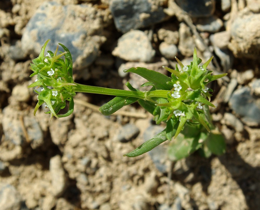 Image of Valerianella turkestanica specimen.