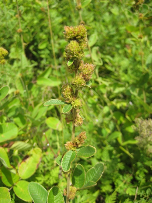 Image of Lespedeza tomentosa specimen.