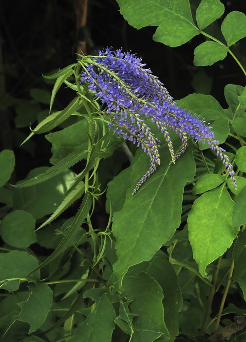 Image of Veronica longifolia specimen.