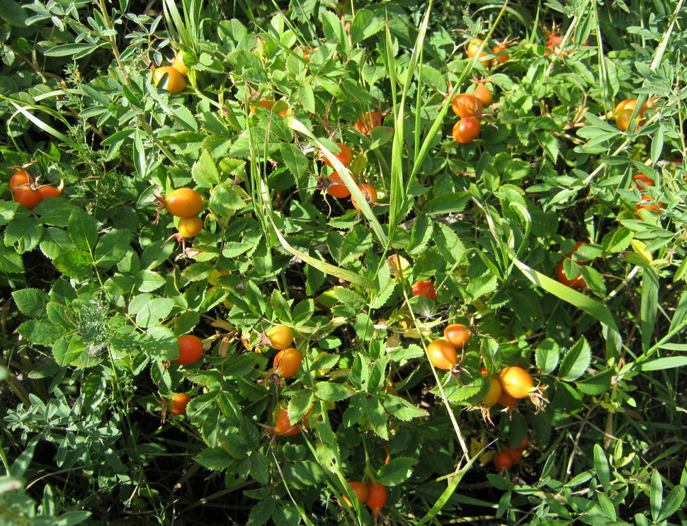 Image of genus Rosa specimen.