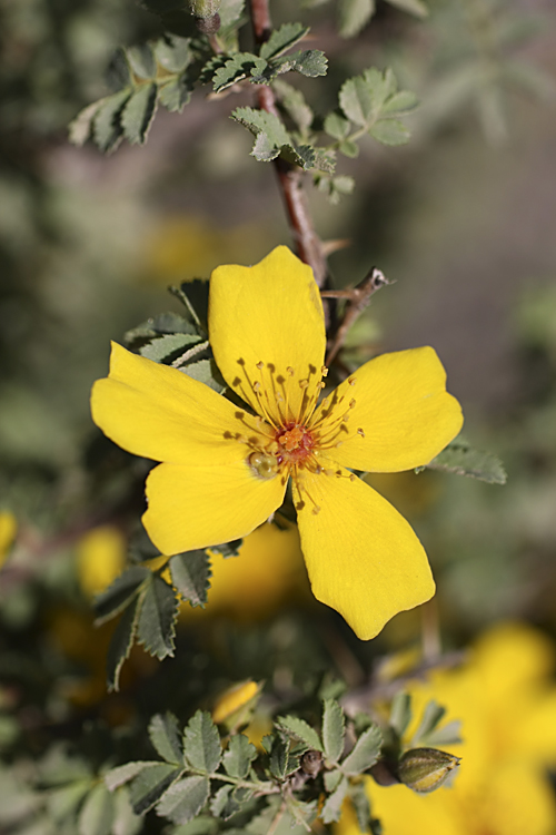 Image of Rosa ecae specimen.