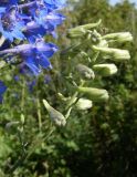 Delphinium cyananthum. Соцветие с бутонами. Казахстан, Алматинская обл., Алакольский р-н, оз. Синее. 7 июля 2011 г.