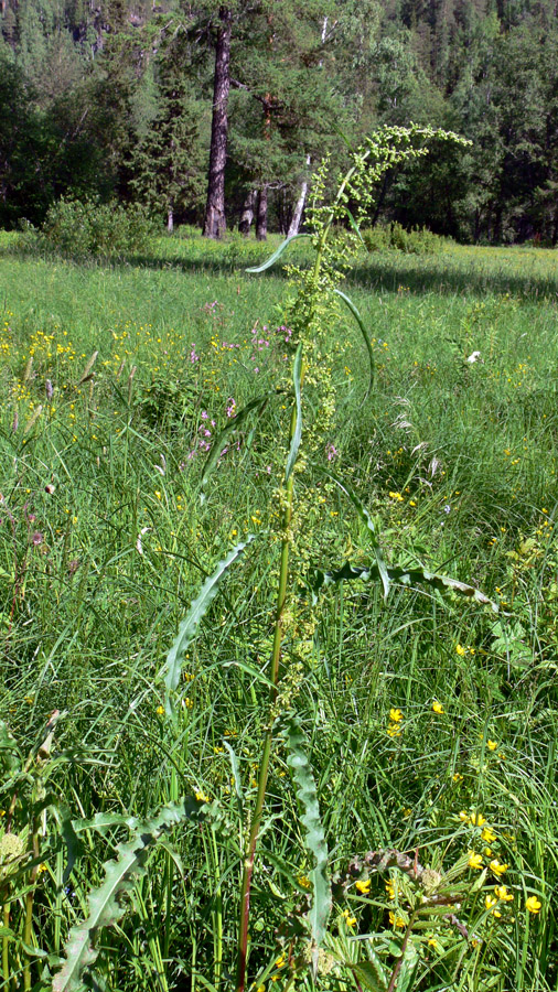 Image of Rumex crispus specimen.