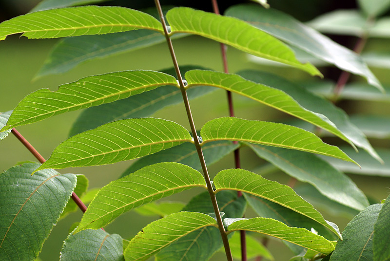 Изображение особи Juglans mandshurica.