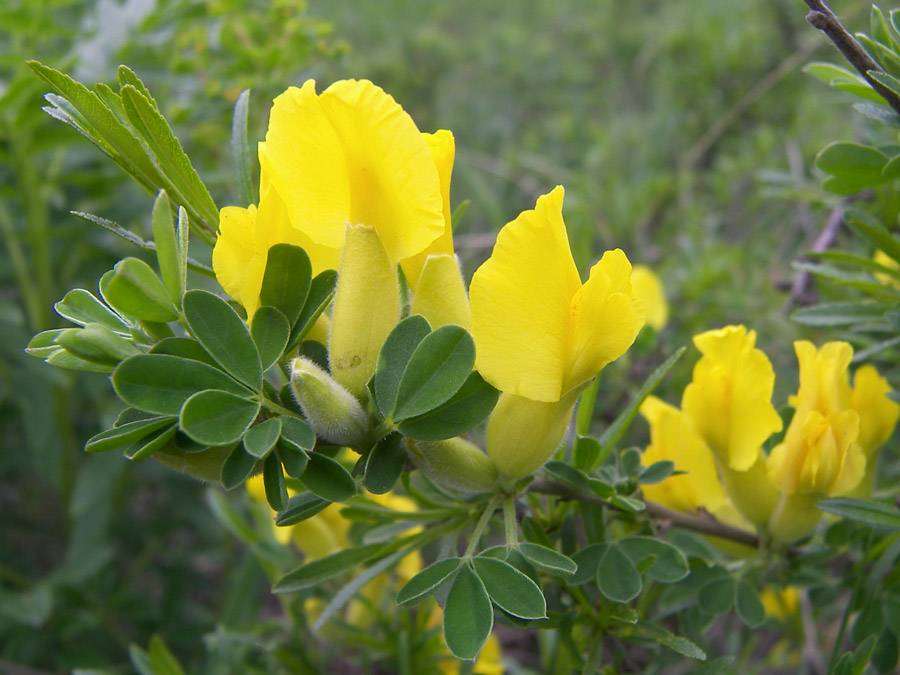 Изображение особи Chamaecytisus colchicus.