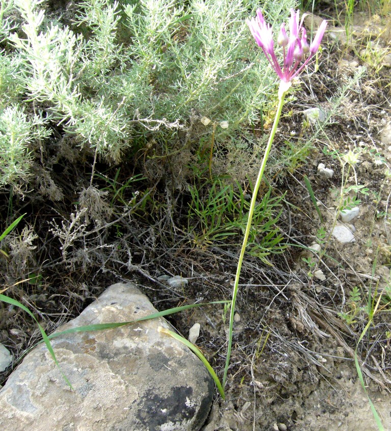 Image of Allium xiphopetalum specimen.