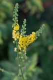 Agrimonia eupatoria