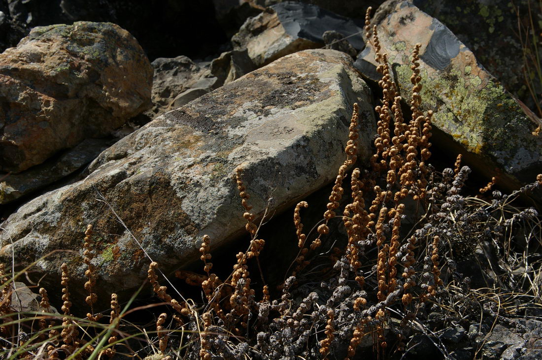 Изображение особи Paragymnopteris marantae.