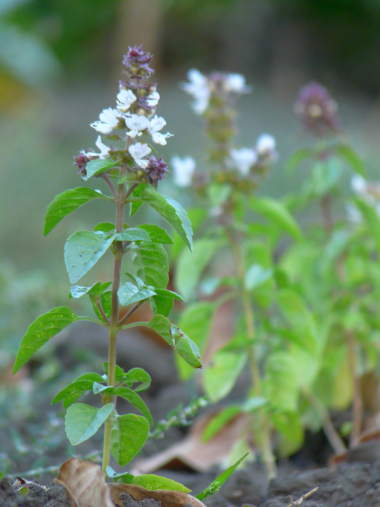 Изображение особи Ocimum basilicum.