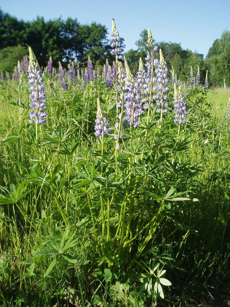 Image of Lupinus polyphyllus specimen.