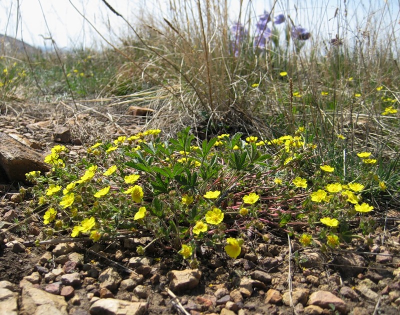 Изображение особи Potentilla humifusa.