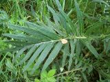 Cirsium polonicum