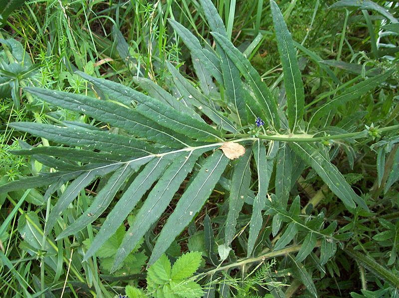 Image of Cirsium polonicum specimen.