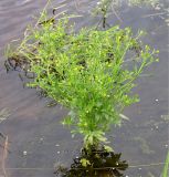 Ranunculus sceleratus. Цветущее растение. Тверская обл., Конаковский р-н, д. Слобода, Иваньковское вдхр. 07.07.2005.
