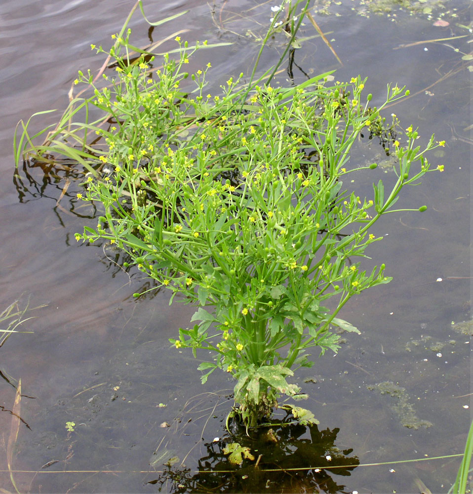 Image of Ranunculus sceleratus specimen.