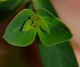 Euphorbia terracina