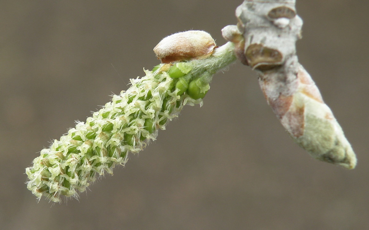 Image of Populus × canescens specimen.