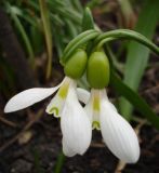 Galanthus fosteri