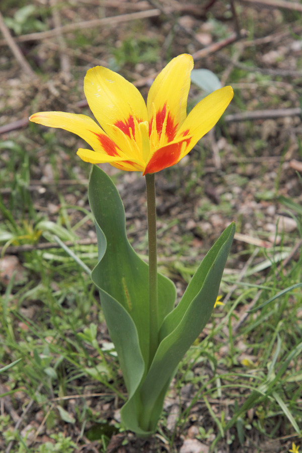 Image of Tulipa tschimganica specimen.