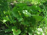 Caltha palustris. Отцветшее растение. Заболоченный лес. Ленинградская область, 4 июня 2008 года