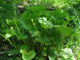 Caltha palustris