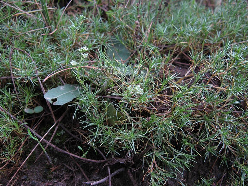 Изображение особи Scleranthus perennis.