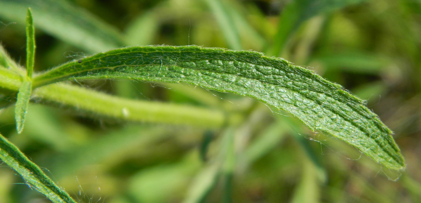 Image of Stachys krynkensis specimen.