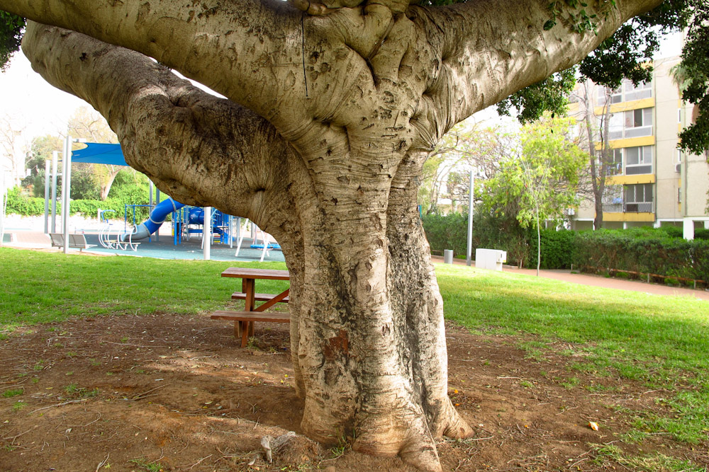 Image of Ficus microcarpa specimen.