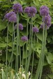 Allium stipitatum