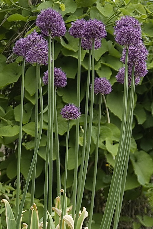 Image of Allium stipitatum specimen.