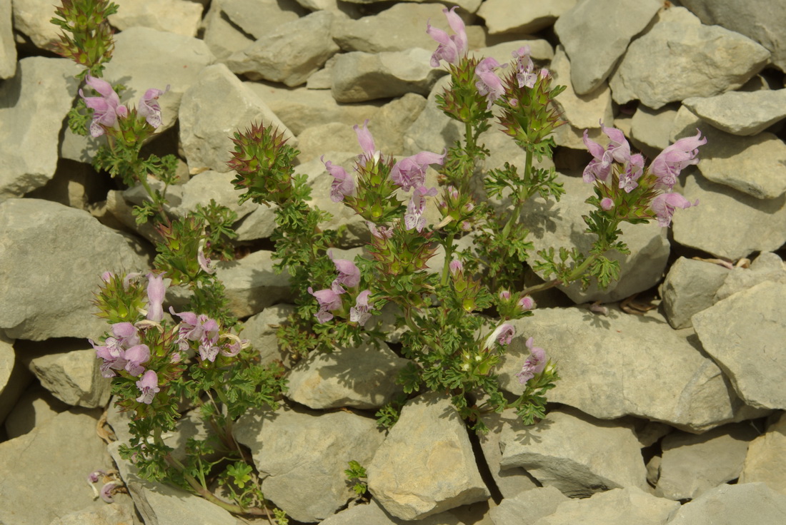 Изображение особи Lamium glaberrimum.