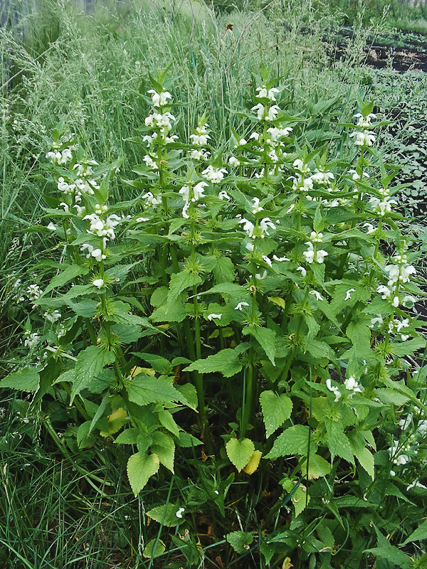 Image of Lamium album specimen.