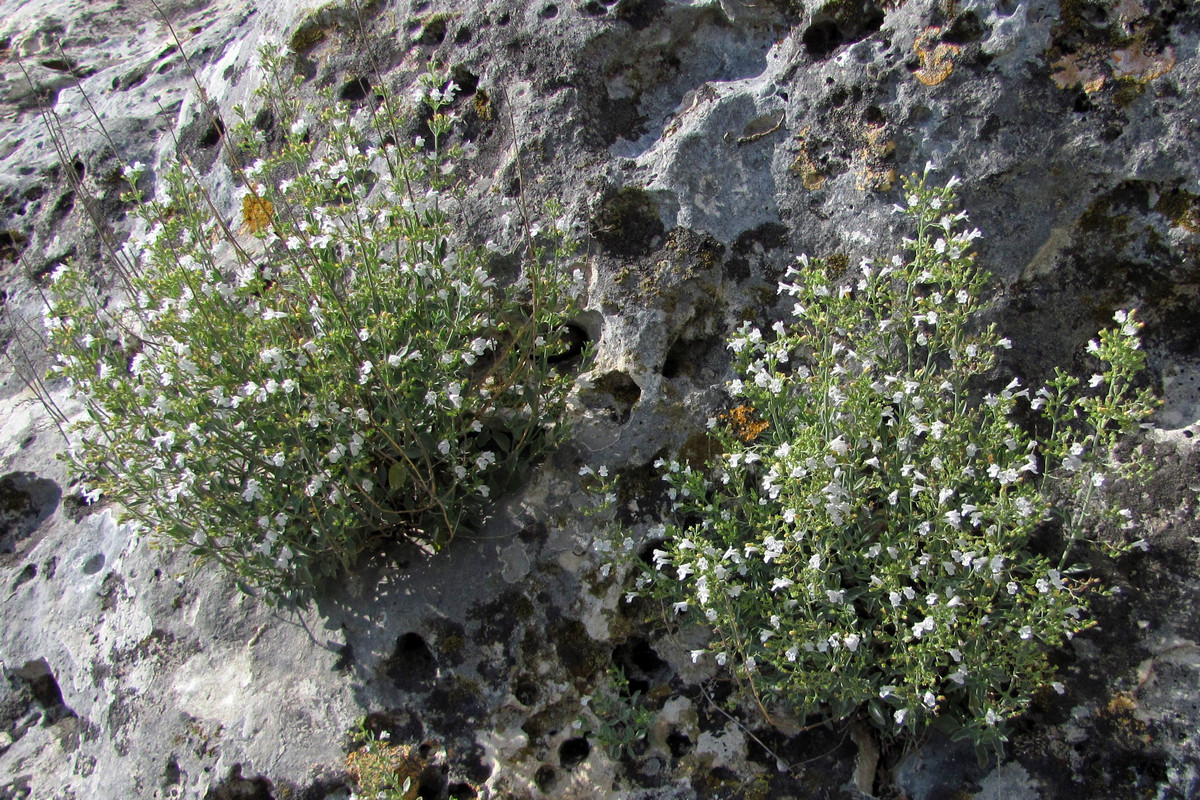 Image of Micromeria serpyllifolia specimen.