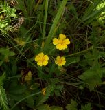 Potentilla goldbachii. Верхушка цветущего растения. Курская обл., Железногорский р-н, ж.д. в окр. ст. Мицень. 22 июля 2007 г.