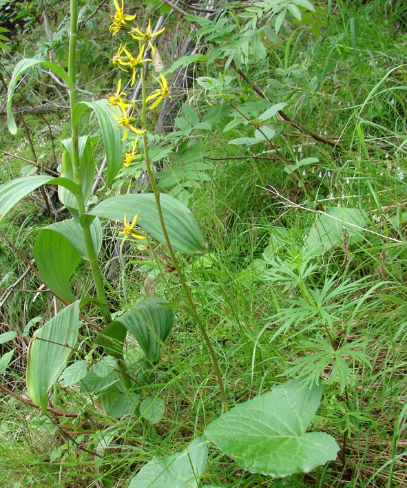 Image of Ligularia sibirica specimen.