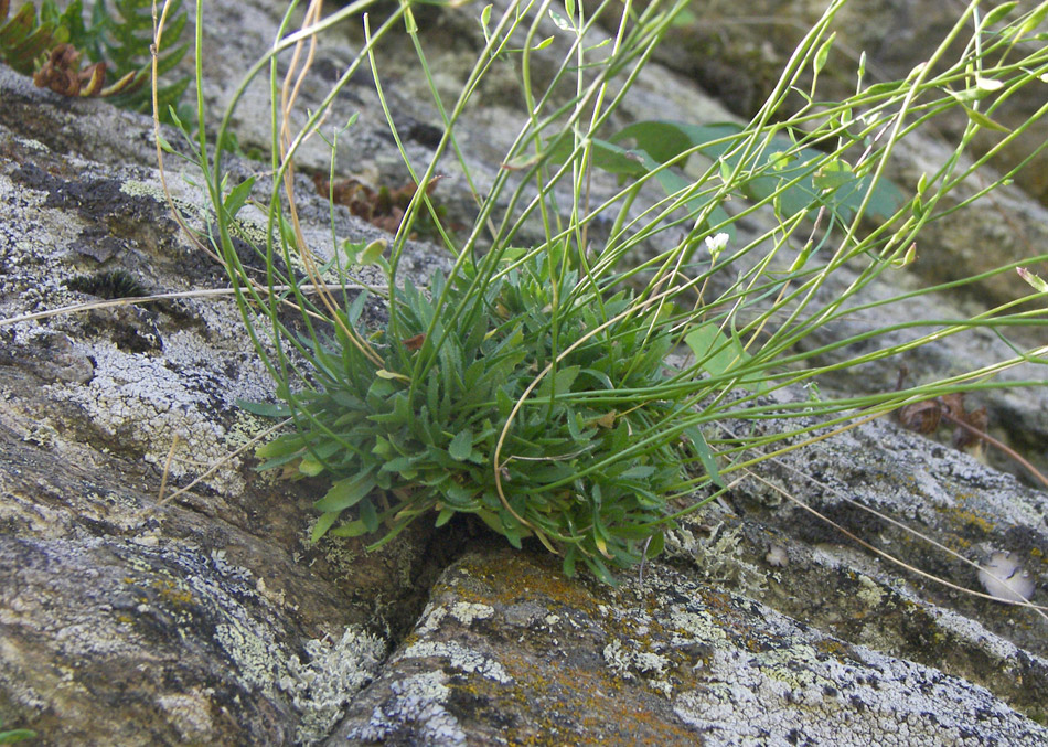 Изображение особи Draba siliquosa.