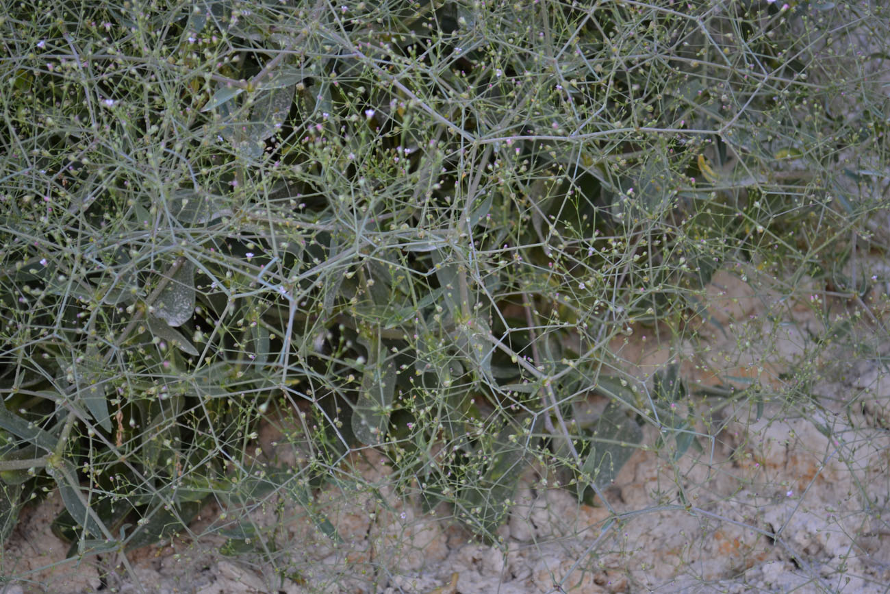 Image of Gypsophila perfoliata specimen.