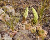 Orostachys spinosa. Расцветающие растения. Хакасия, Баградский р-н, пос. Знаменка. 12.08.2012.