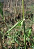 Polypogon monspeliensis. Часть побега. Абхазия, Гагрский р-н, окр. г. Пицунда, вблизи оз. Инкит. 11.06.2012.