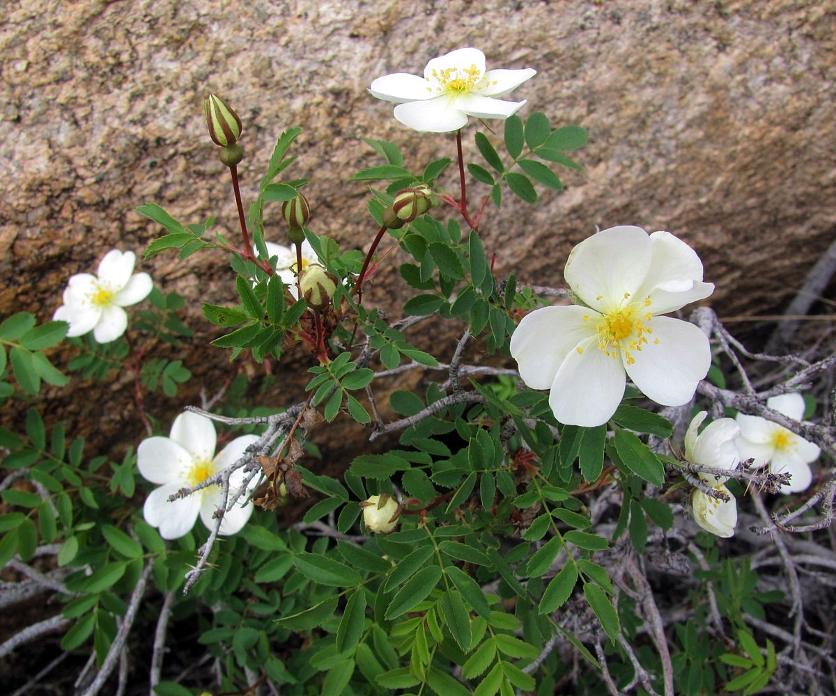 Image of Rosa spinosissima specimen.