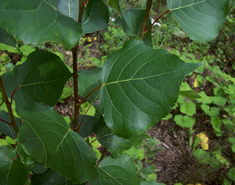 Image of Populus nigra specimen.